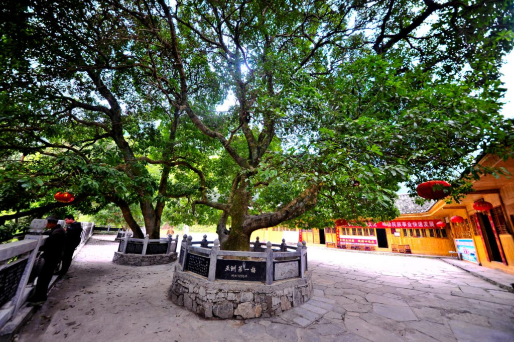 Honeyview_image003.jpg Honeyview_image003.jpg